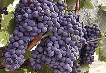 Сорта Винограда
