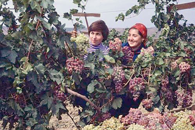 Правительство инвестирует в виноградарство СКФО