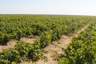 Израильские системы капельного орошения на виноградниках Ставрополья